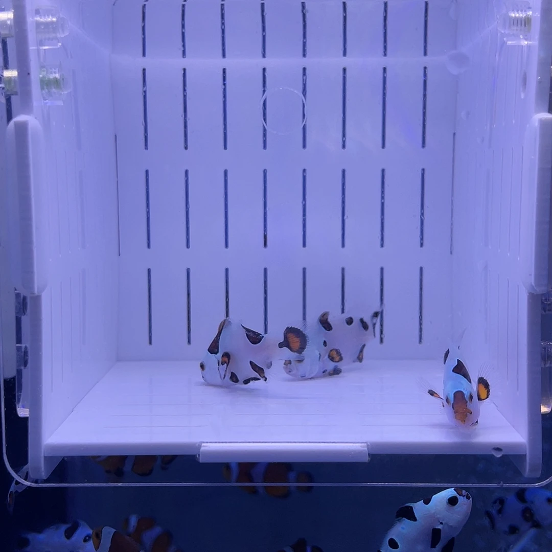 海水鱼毕卡猫小丑鱼