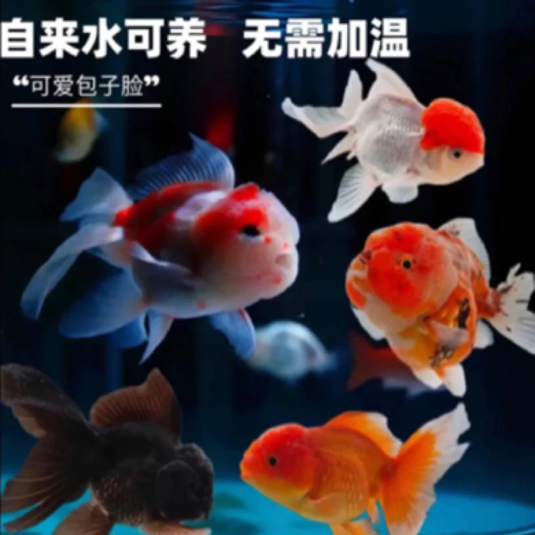 8-10厘米国粹金鱼冷水观赏鱼（7只）不支持指定颜色混搭发货