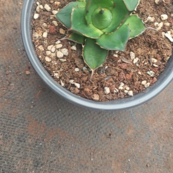 霍利达精品龙舌兰精品龙舌兰