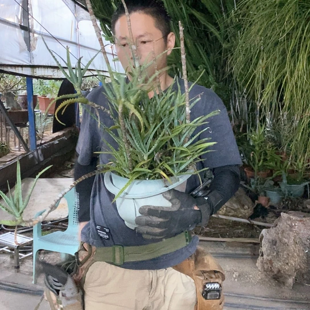20号芦荟整盆发货。