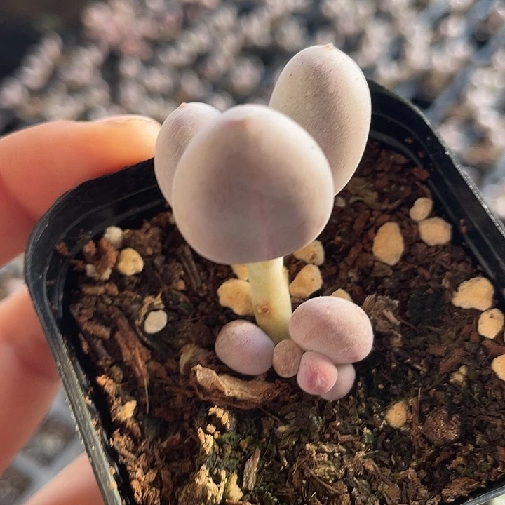 一物一拍满18包邮