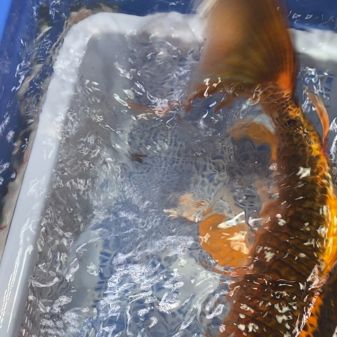 锦鲤冷水锦鲤包邮