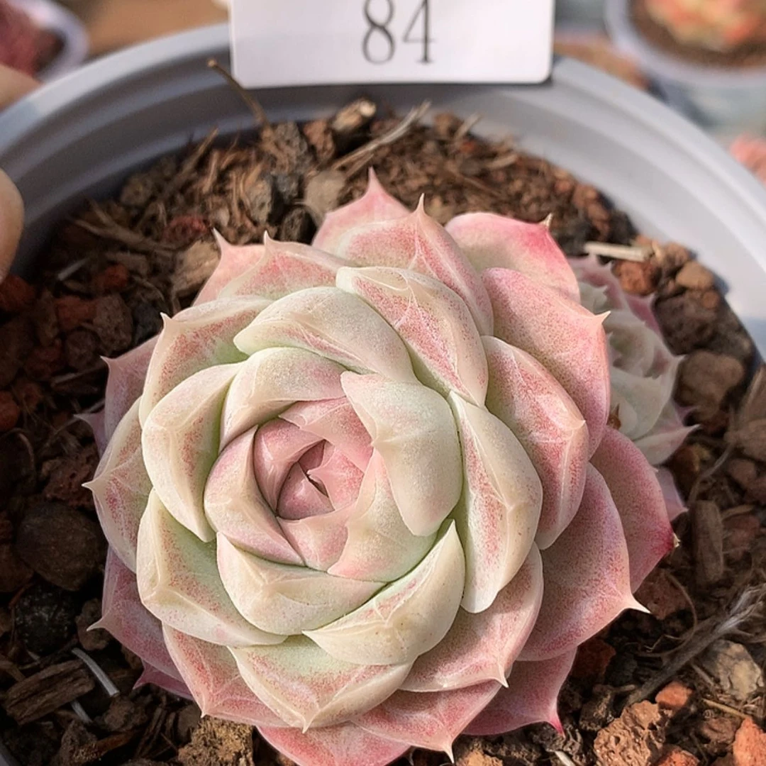 【闪购商品】云84号