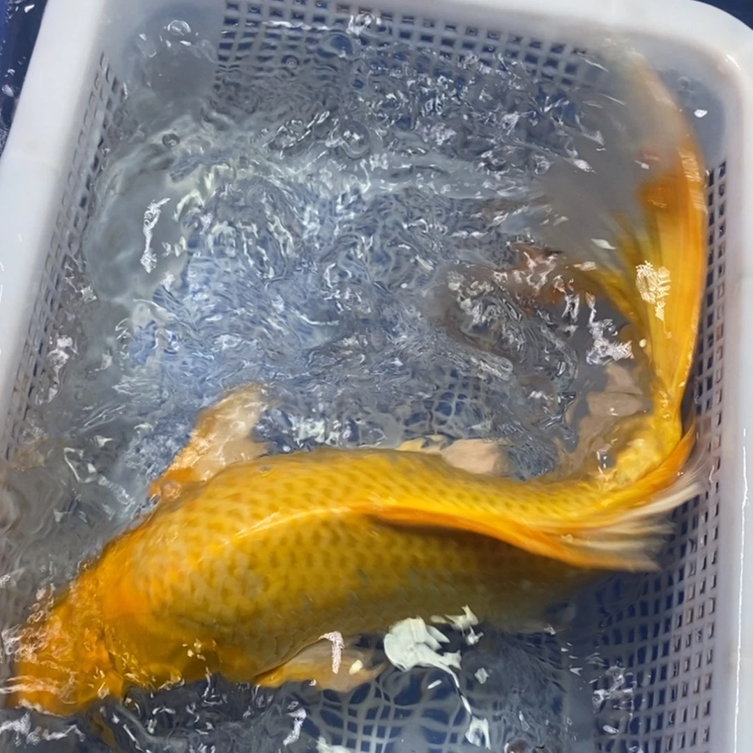 锦鲤冷水锦鲤包邮