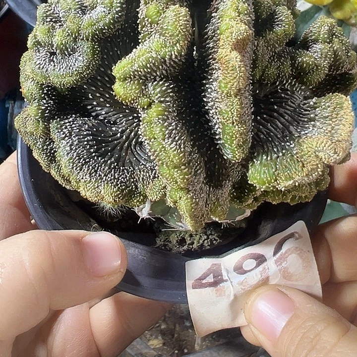 薄叶花龙缀496仙人球