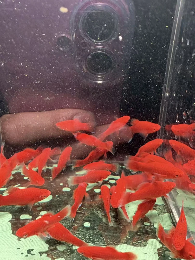 红皮球太阳球小红鱼2-3cm胎生鱼小型热带鱼玛丽球鱼大肚下崽好养