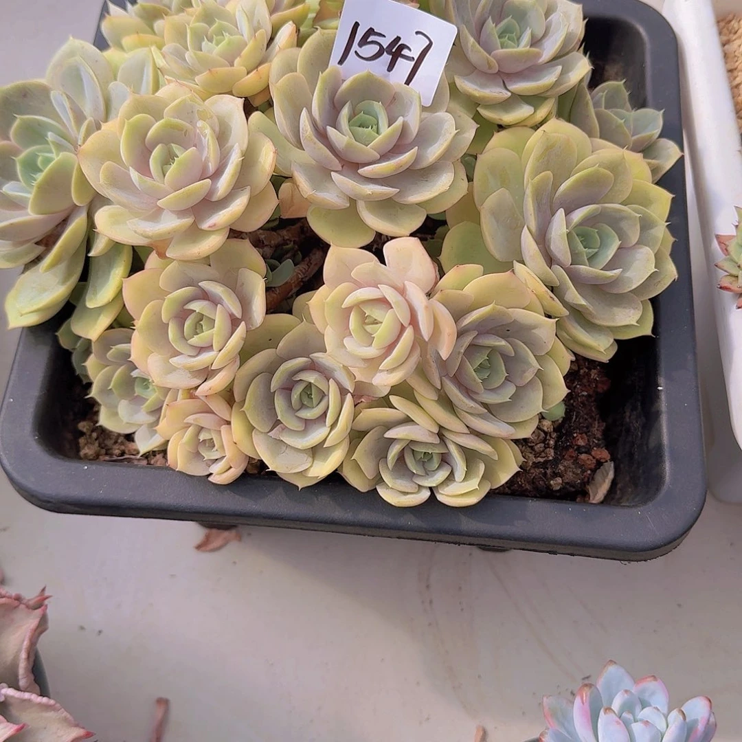 聪***紫1547蓝色苍鹭多肉植物