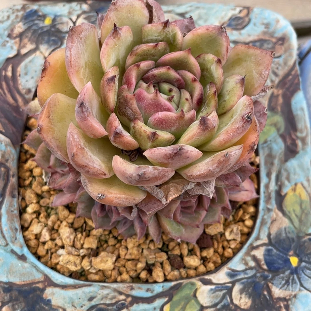 水晶群多头暗黑系