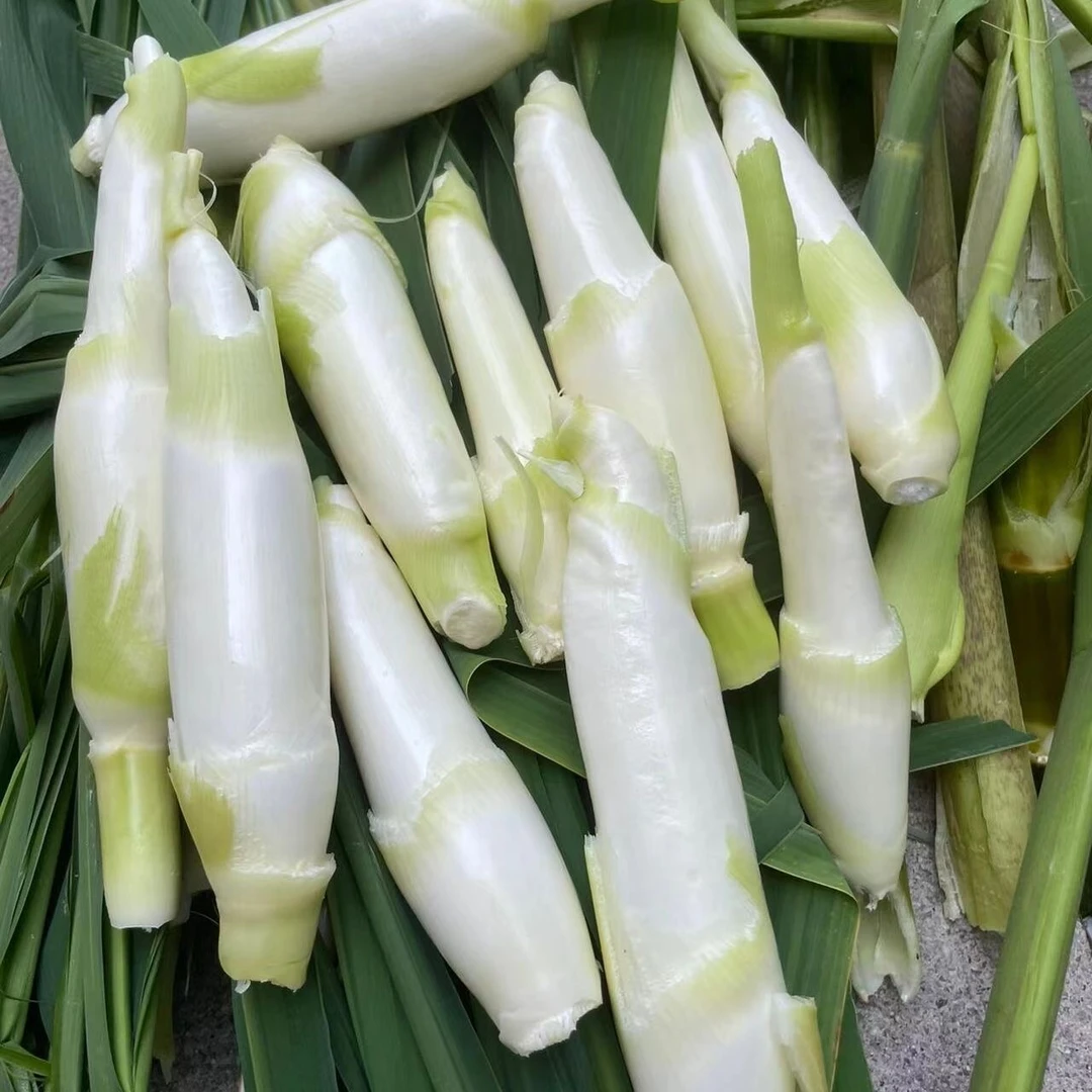 江西头茬新鲜茭白农家蔬菜不泡水现摘现发本地时令菜