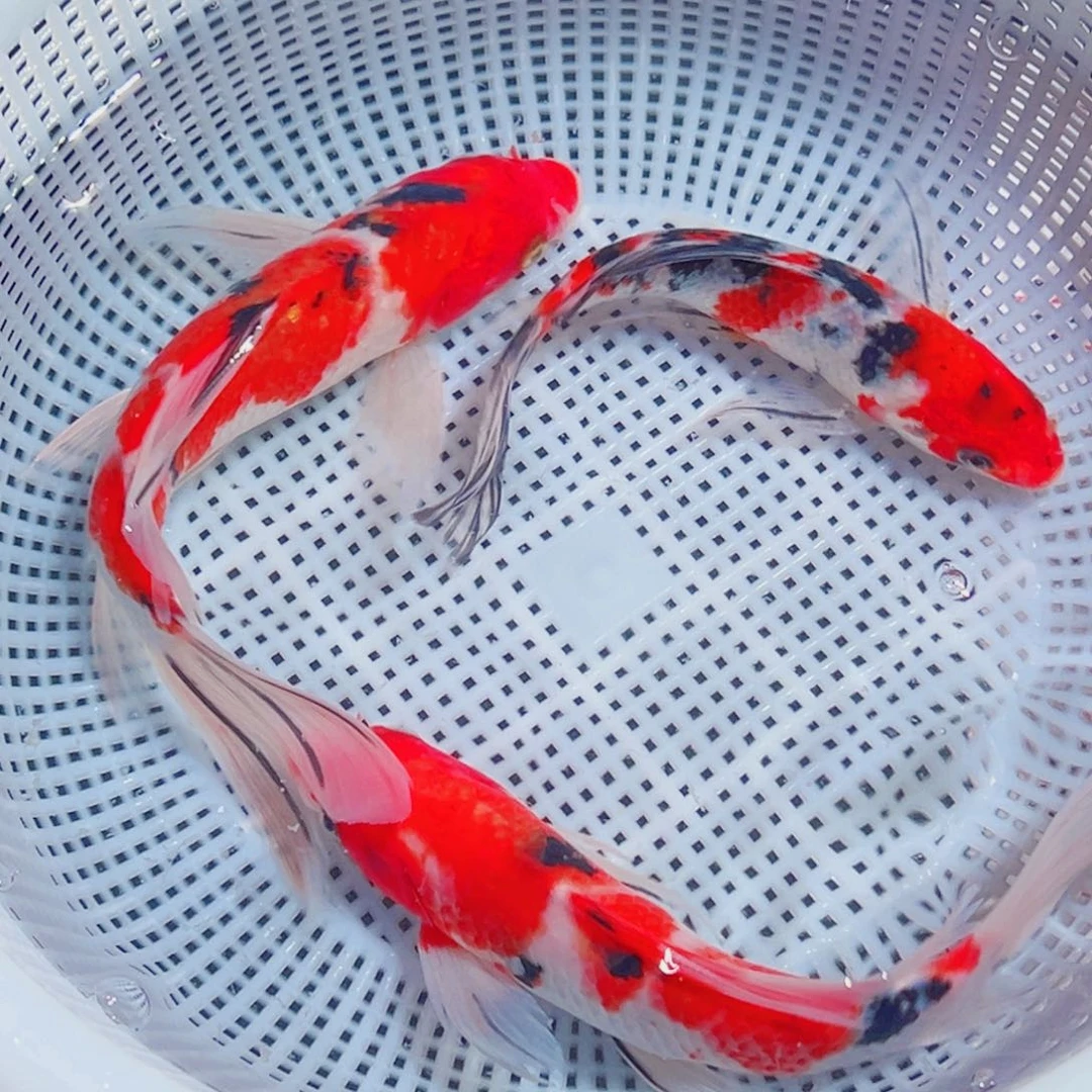 锦鲤锦鲤观赏鱼1111