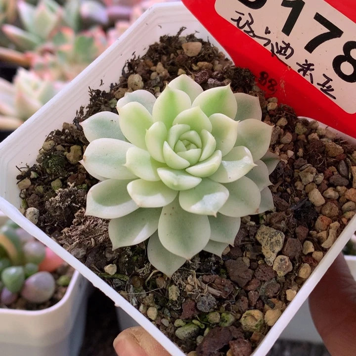 玛卡迪米亚覆轮锦有根