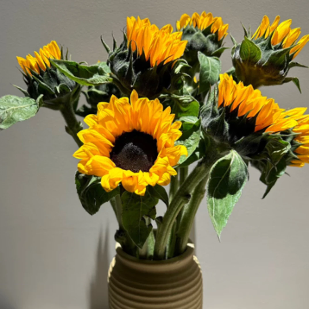 向日葵3支山东北京天津河北次日包邮到家