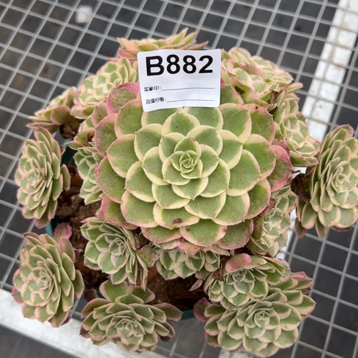 882孔雀翎22厘米左右