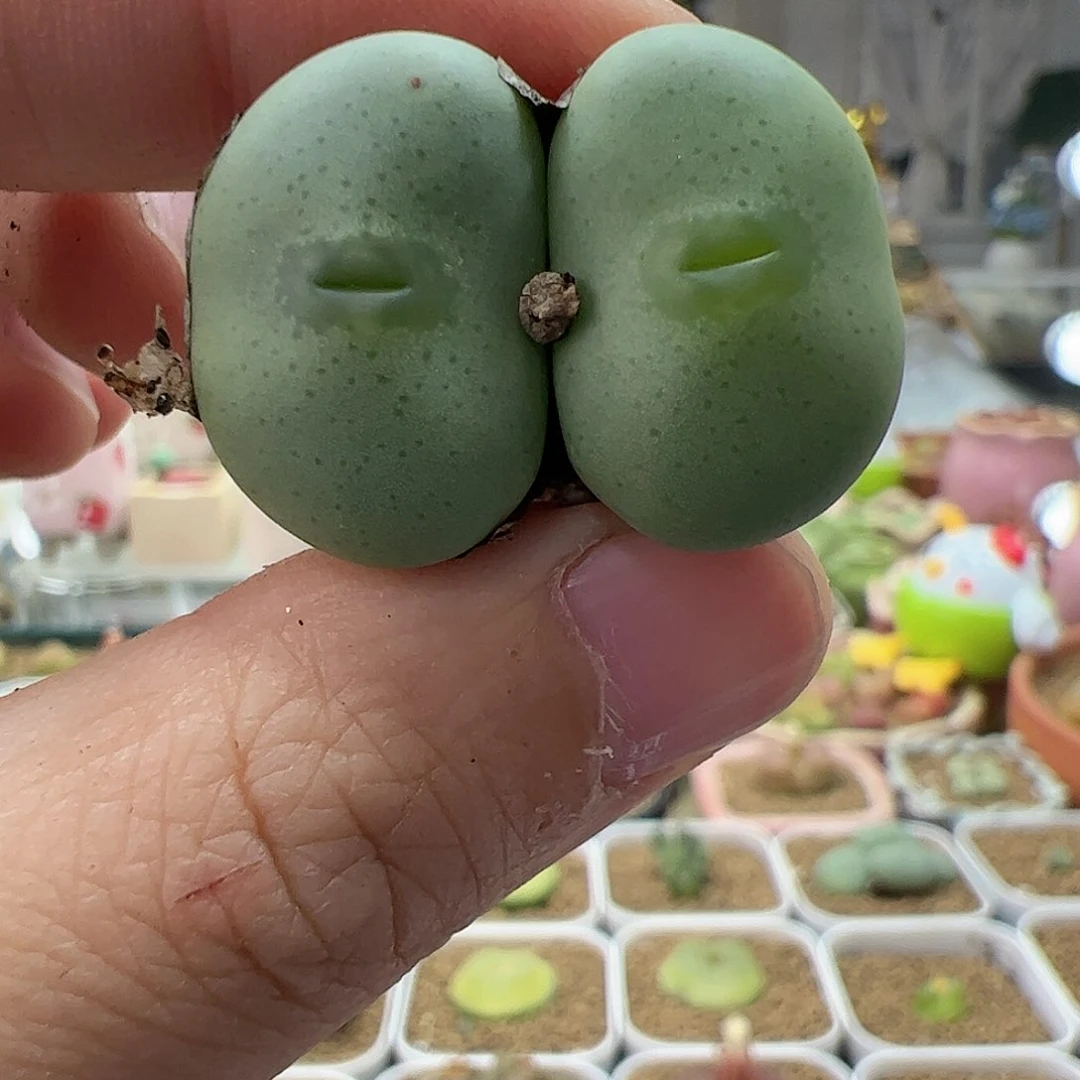 【闪购商品】52 嘟嘴饼