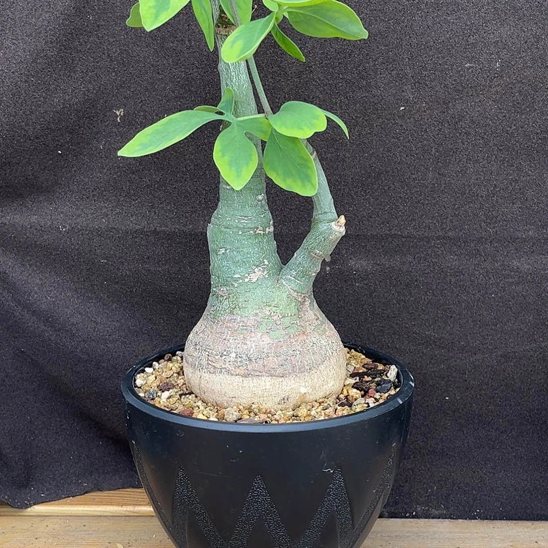 精品矮圆幻蝶蔓，8.1公分