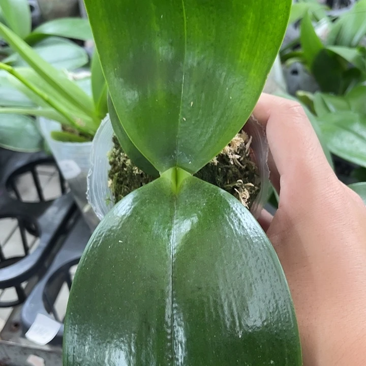 不***️完全开放弥陀国王 2.5寸 带花剑 微瑕