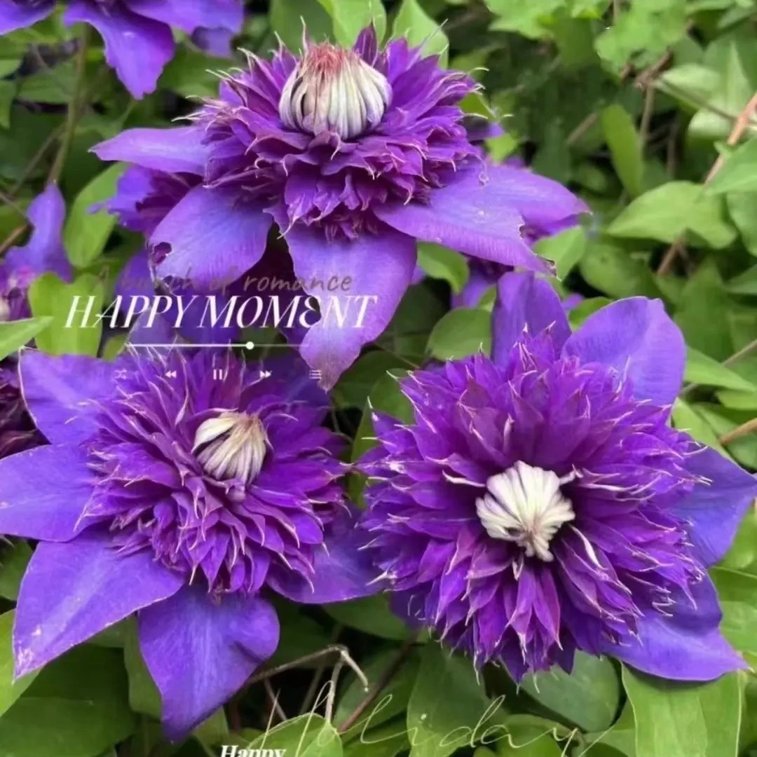 超级多蓝 二类大花铁线莲大花庭院阳台植物盆栽地栽花卉