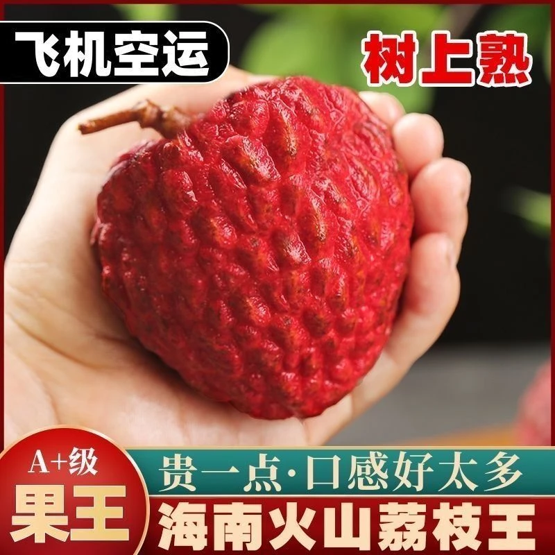【荔枝王礼盒】海南火山荔枝王特大巨大号新鲜现摘当季水果精品大果