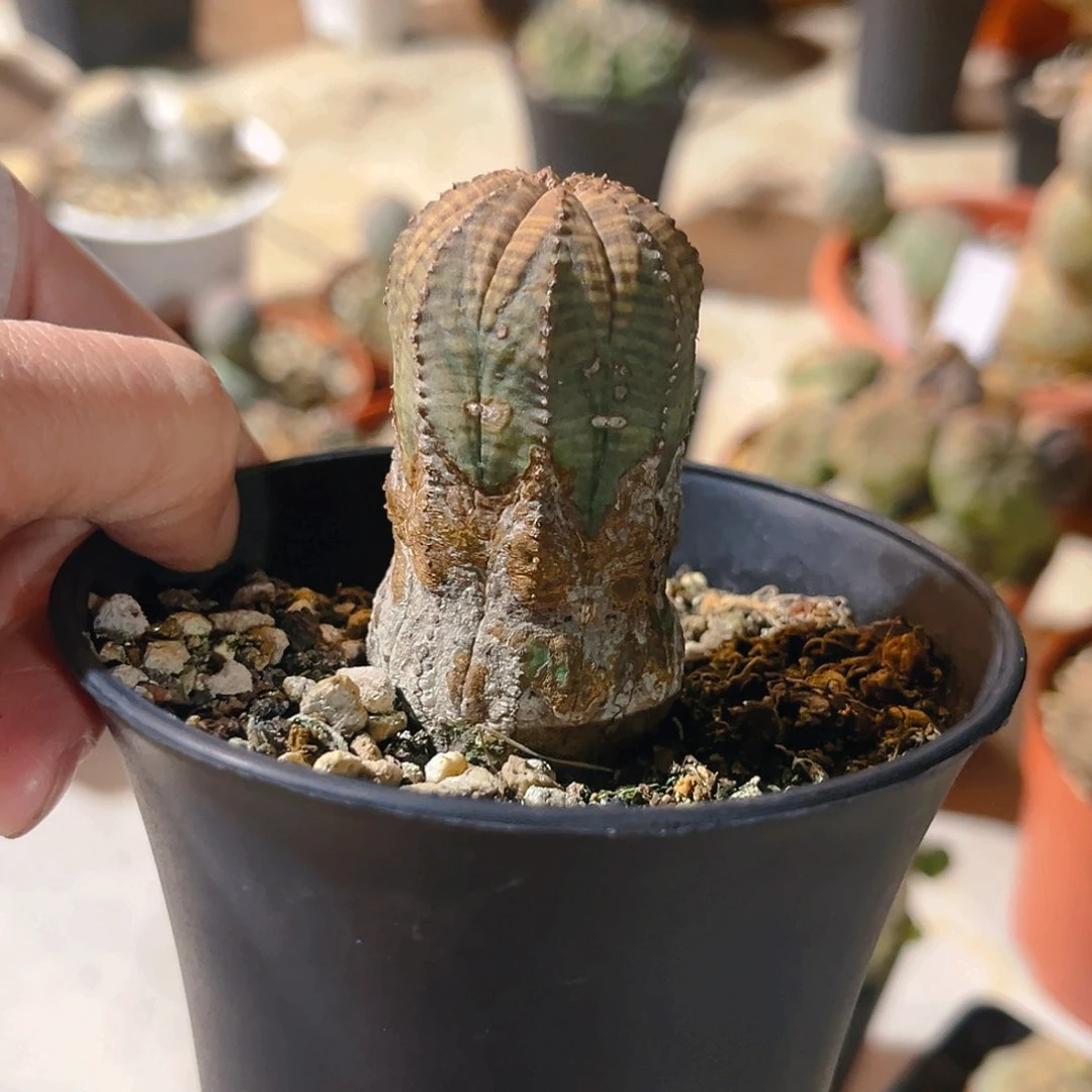 大*车老布纹球，带盆发