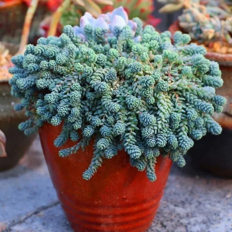 【满9.9包邮】姬星美人大群9㎝盆单双头多肉植物以直播间展示为主