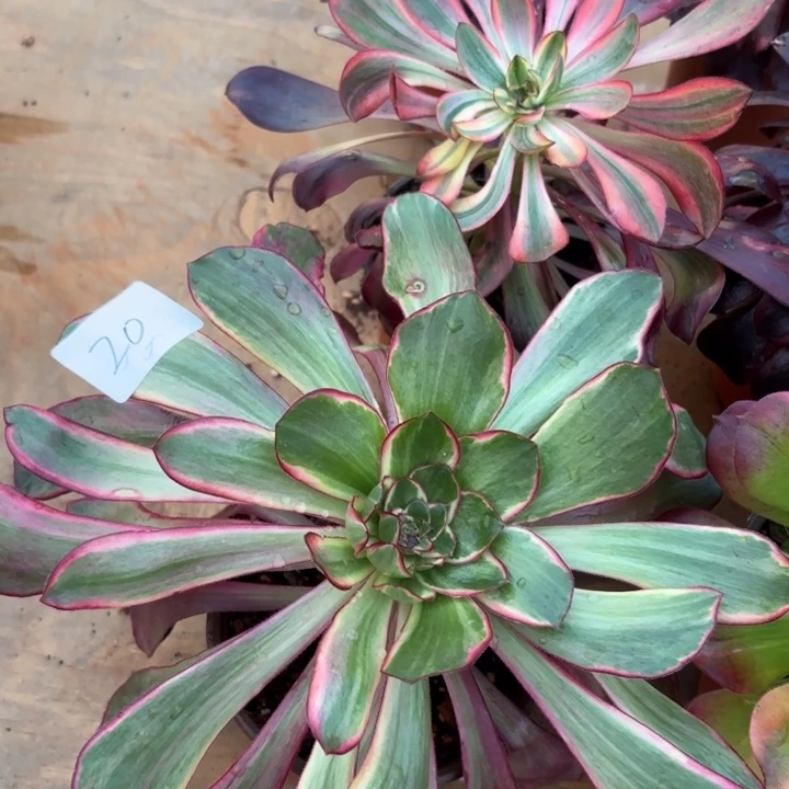 墨***白无花朵020特价单头无售后