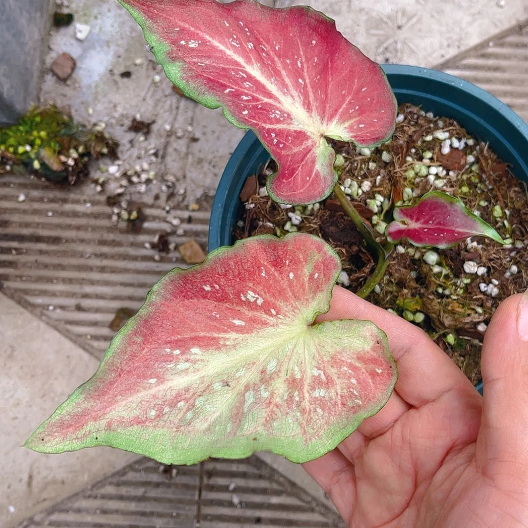 完全开放一物一拍8696