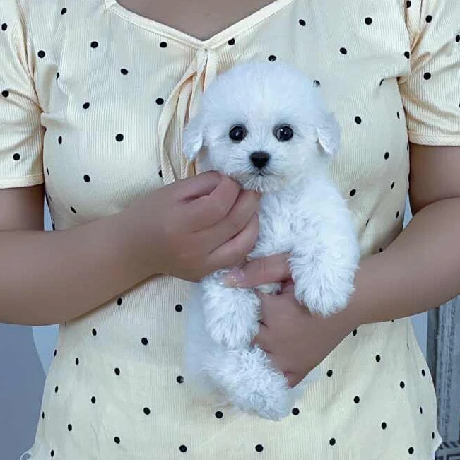 直播间比熊小型犬宠物活体