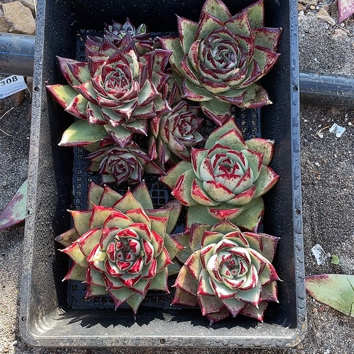 若如东云组拍A618