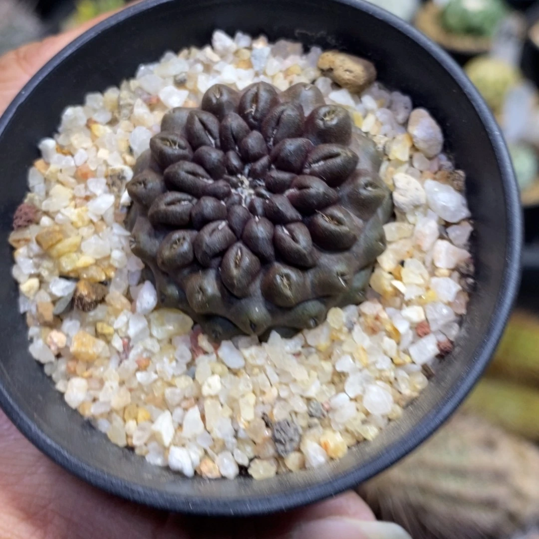 雷头玉一物一拍。。