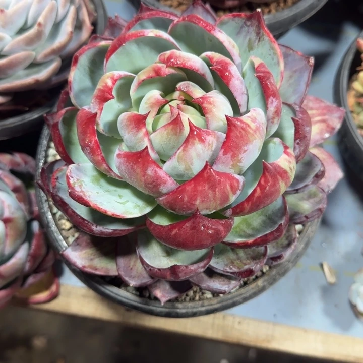 惊鸿仙子，一物一拍