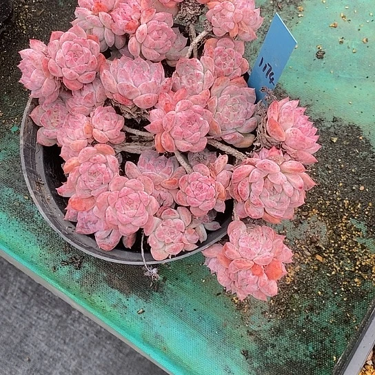 l**a1174多肉植物老桩