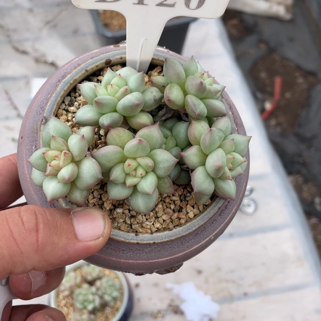 西*?120象牙不带盆10厘米