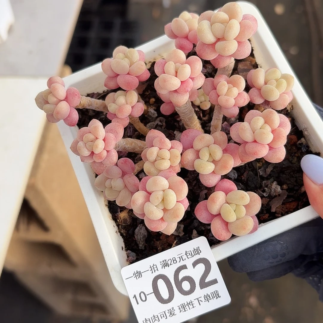 鱼子酱我盆土发货无