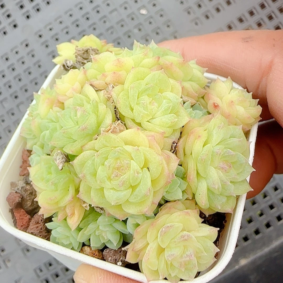 【闪购商品】1022-143福利不包整
