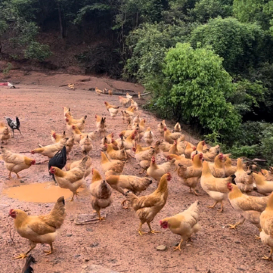 （费书记专属）农场散养白耳土鸡