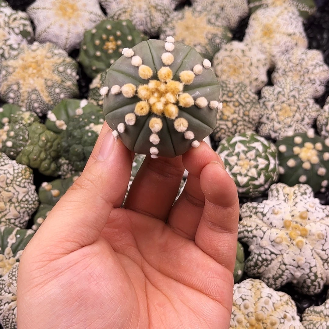 胖***姐哈哈哈哈哈小炸毛兜兜