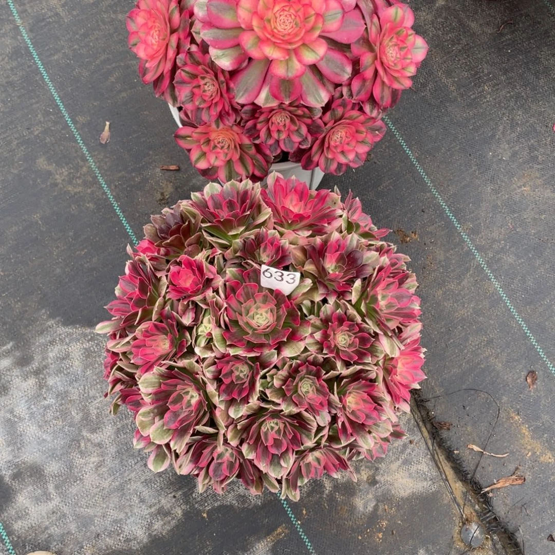 卿***卿641.633倾城，男神多肉