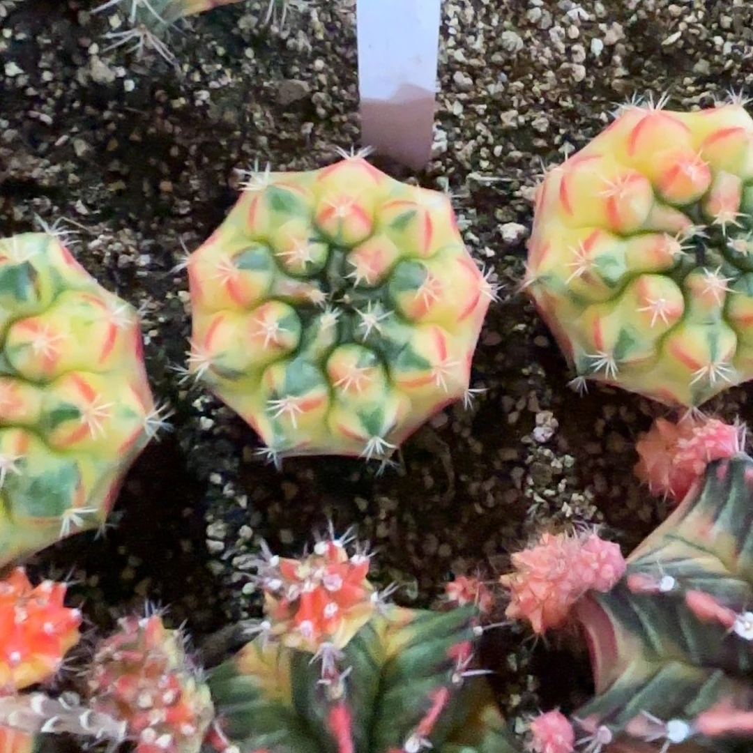 381-0806泰国发货多肉