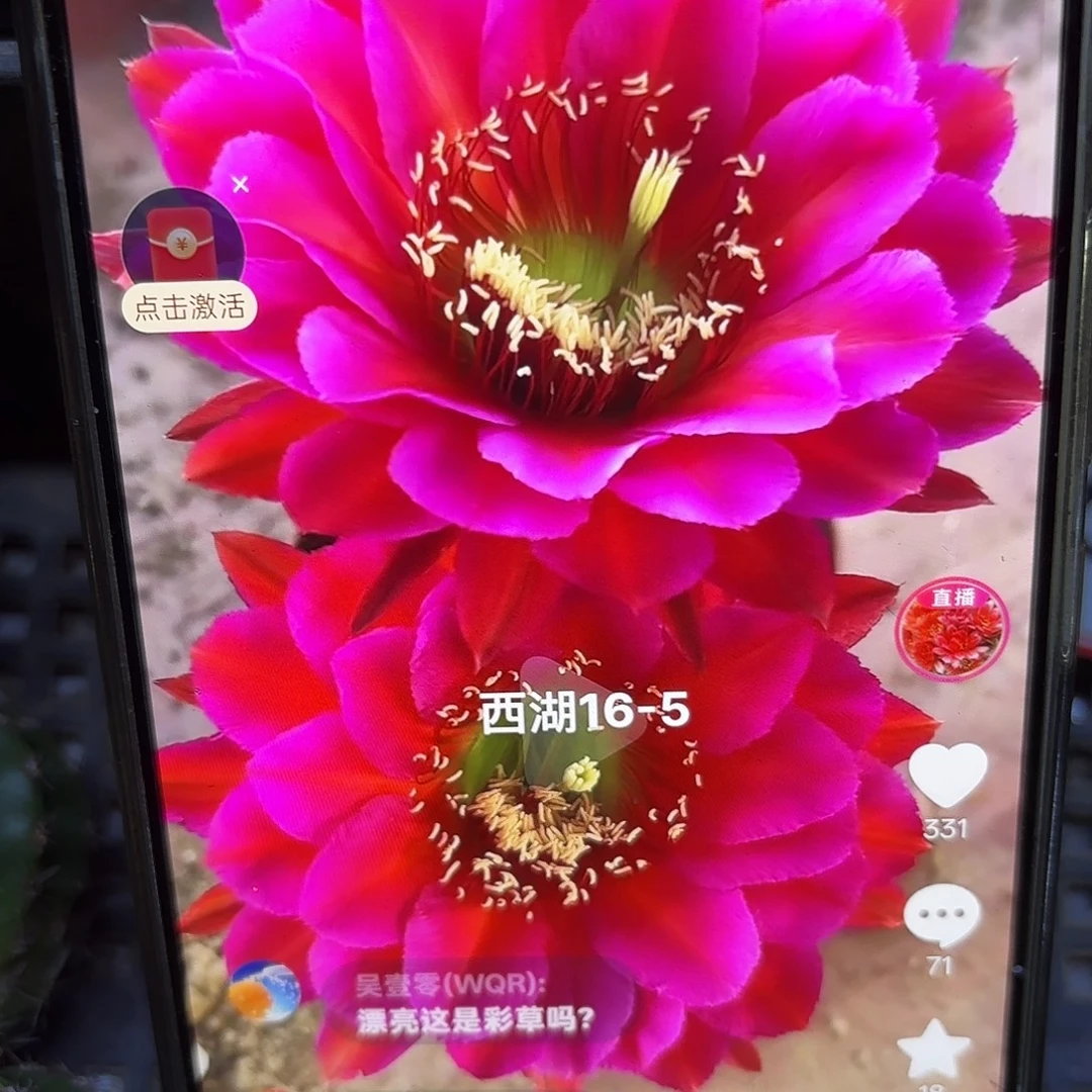 16-5彩4-5公分侧牙20包邮57