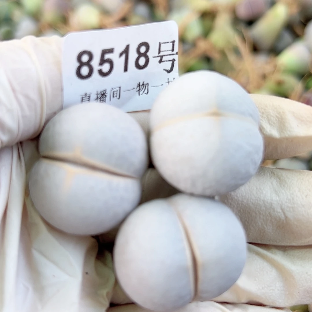 8518 好养易活生石花大母本3个