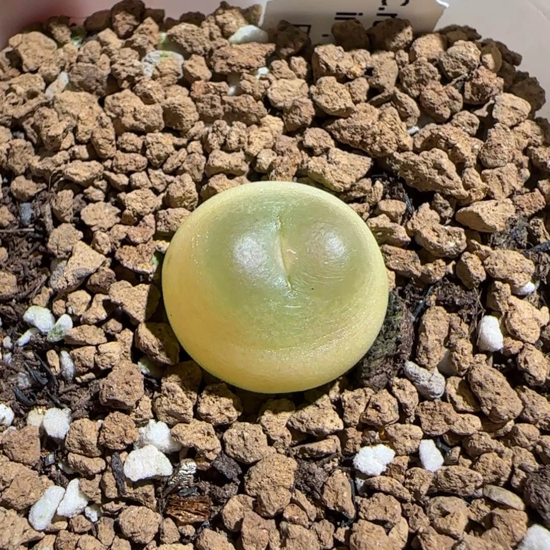 肉锥多肉植物组合-日式拉登1721