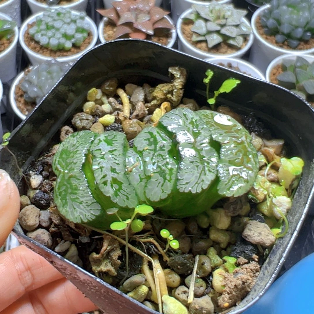 玄武玉扇多肉多肉多肉