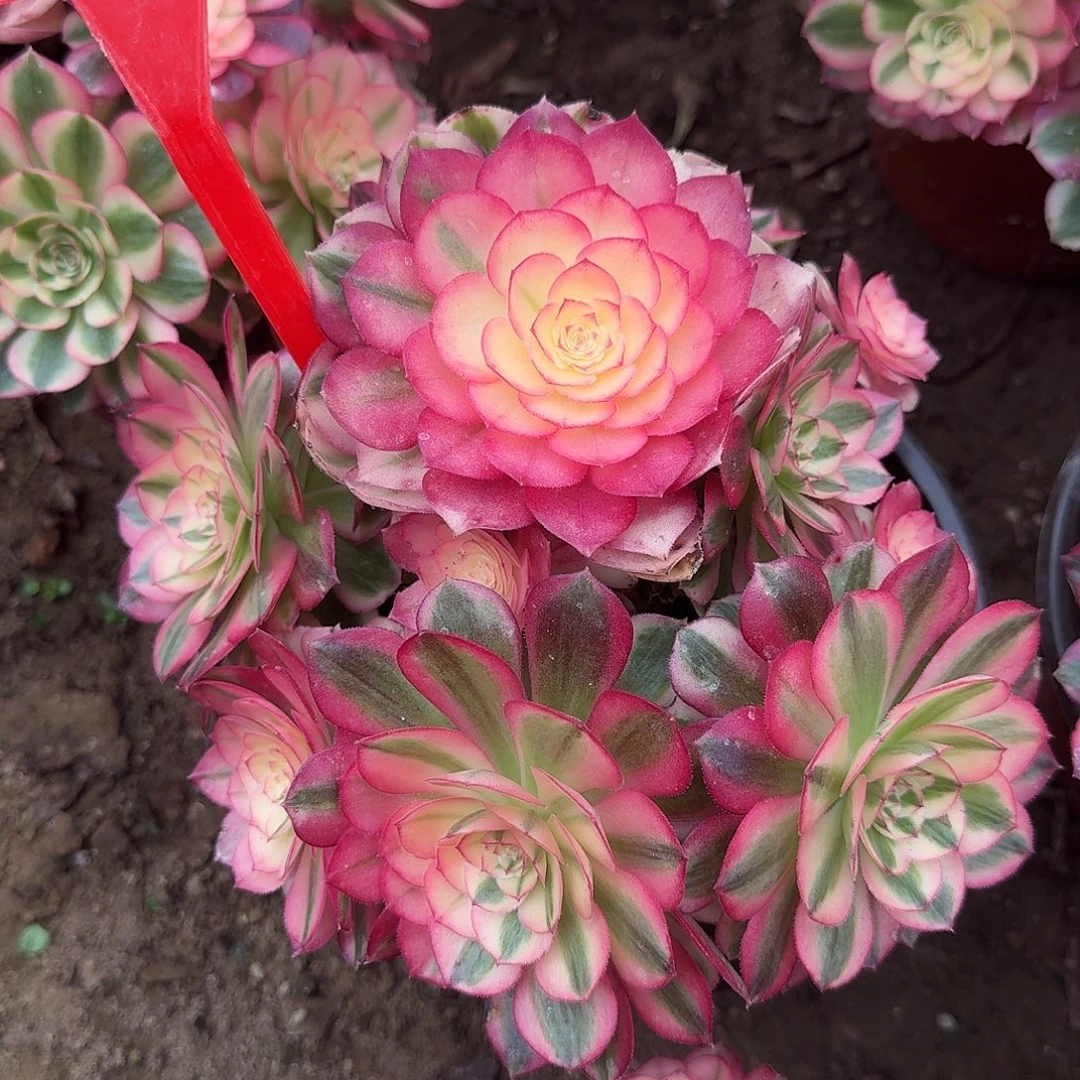 4190倾城多肉法师