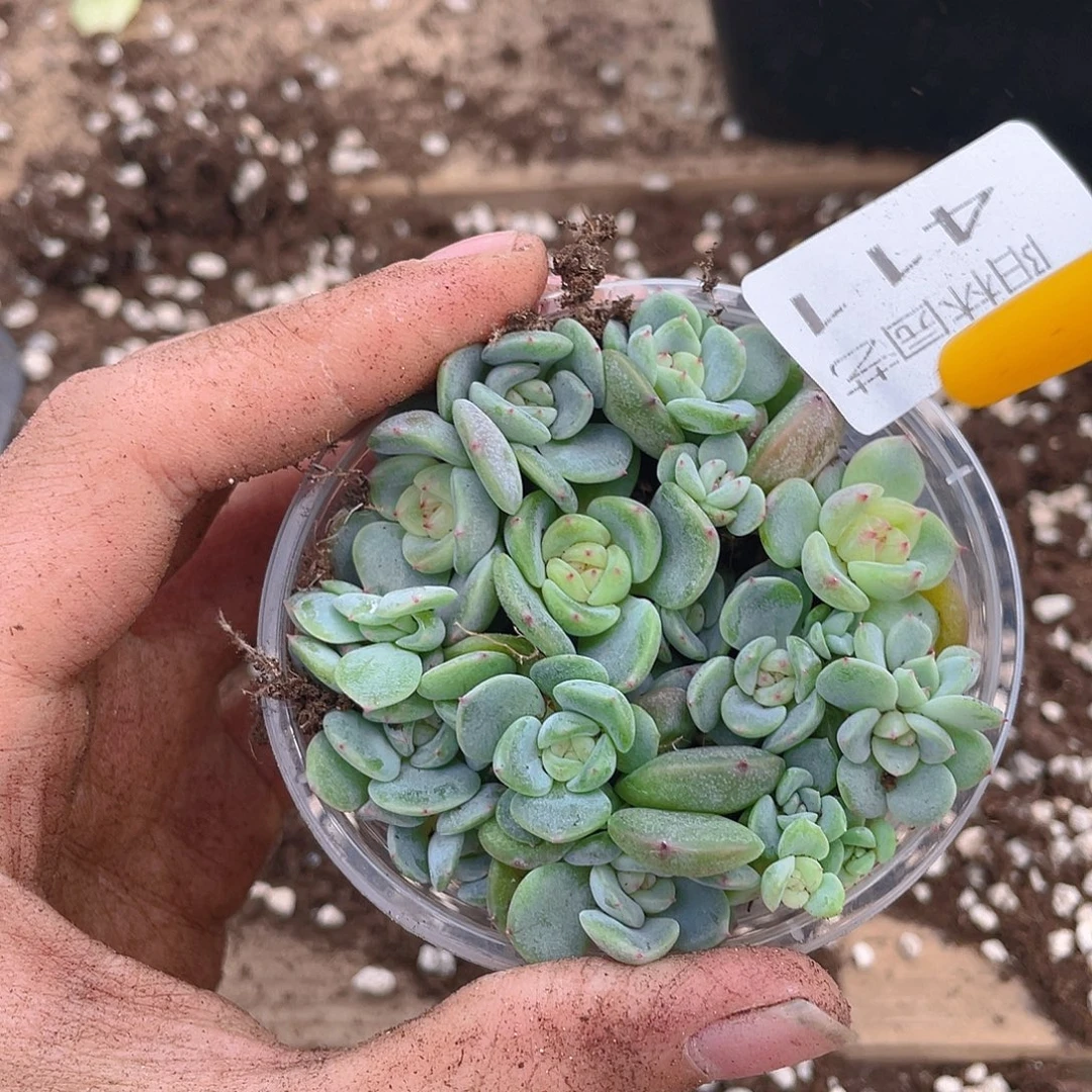 多肉植物多肉植物411