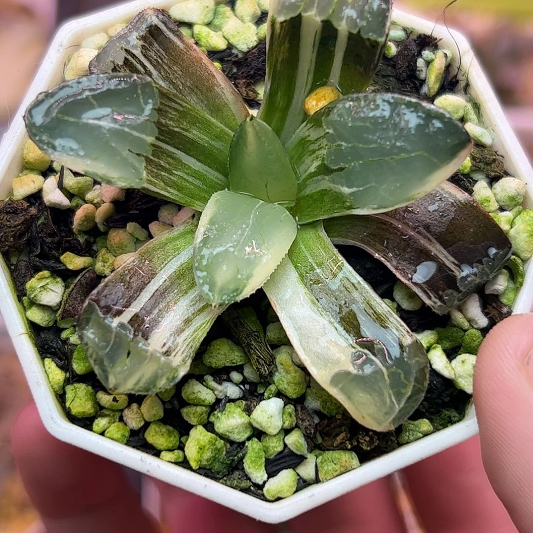 日月潭实生锦十二卷多肉