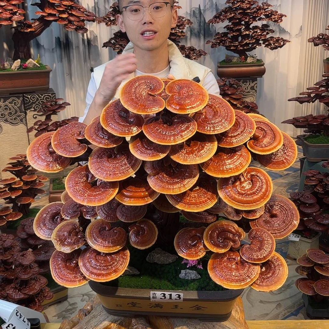 无花朵888888888888