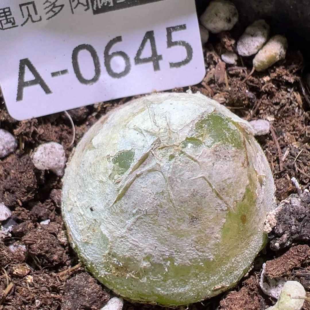 多肉植物111111111111