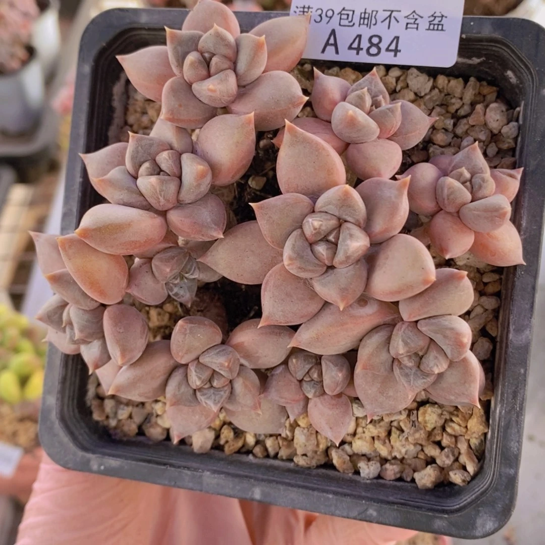 象牙奶老桩11cm484多肉植物