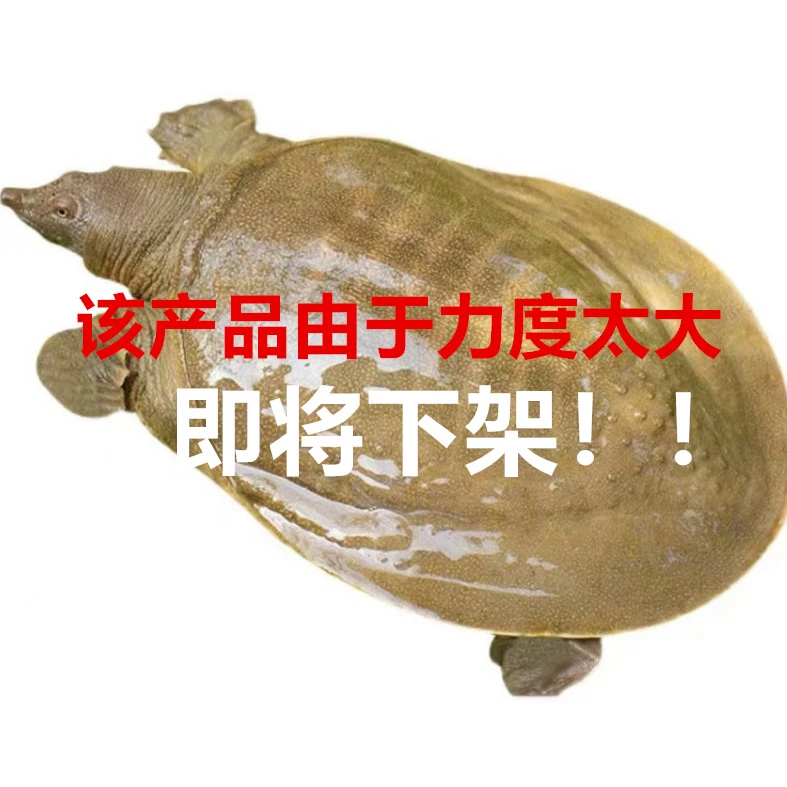瑕疵处理 大公甲鱼 一物一拍