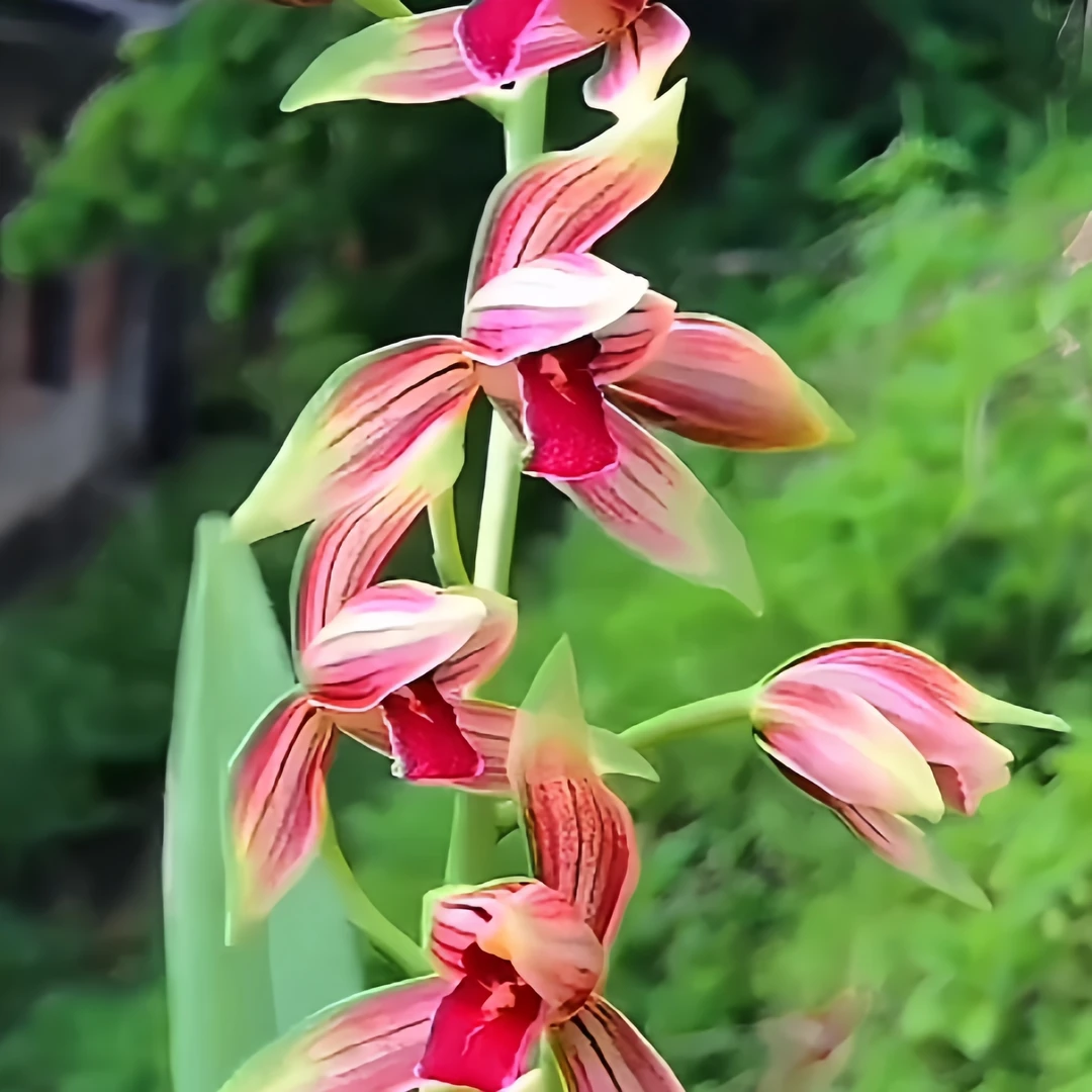 【如意添色】秋榜高端 花期9-11月山区自然苗阳台养兰无温室